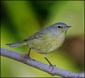_2SB1374 orange-crowned warbler